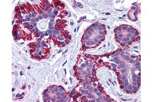 Anti-VPS37C antibody IHC of human breast.