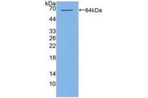 Western blot analysis of recombinant Human PI4Ka. (PI4KA antibody  (AA 1-300))