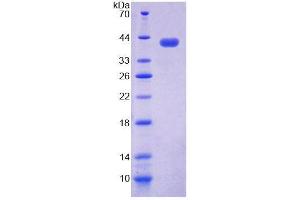 SDS-PAGE analysis of Human NAP1L1 Protein. (NAP1L1 Protein)