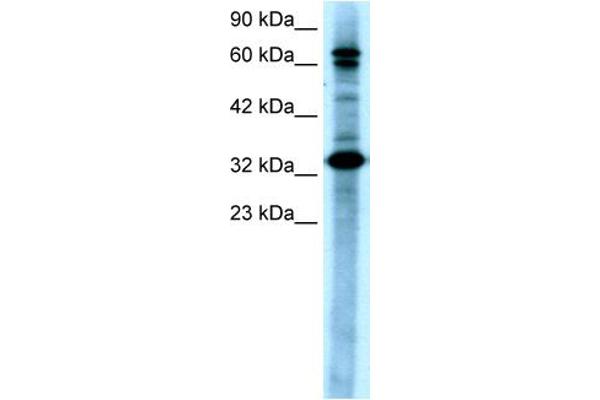 TAB2 anticorps  (N-Term)