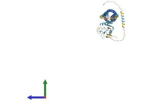 AlphaFold protein structure predicition of Human Recombinant CLEC4F Protein, UniprotID Q8N1N0 (CLEC4F Protein (AA 1-589) (His tag))