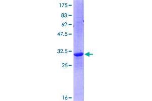 POLR2K Protein (AA 1-58) (GST tag)