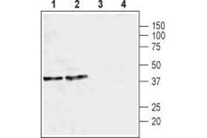 Western blot analysis of rat brain membrane (lanes 1 and 3) and mouse brain membrane (lanes 2 and 4): - 1,2. (KCNJ6 antibody  (C-Term, Intracellular))