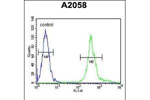 Flow cytometric analysis of A2058 cells (right histogram) compared to a negative control cell (left histogram). (MRPS24 antibody  (AA 21-50))
