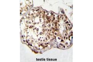 CAF-1 Antibody (N-term) immunohistochemistry analysis in formalin fixed and paraffin embedded human testis tissue followed by peroxidase conjugation of the secondary antibody and DAB staining.