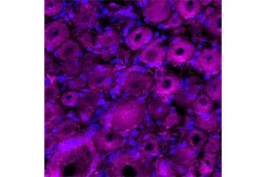 50 nM of α-Dendrotoxin-ATTO  was applied for 30 minutes at 37ºC, resulting in a violet fluorescence allowing observation of α-Dendrotoxin in DRG cells.