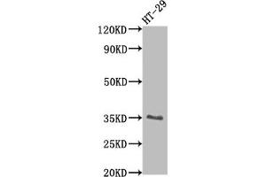 Western Blot Positive WB detected in: HT-29 whole cell lysate All lanes: EPCAM antibody at 1:2000 Secondary Goat polyclonal to rabbit IgG at 1/50000 dilution Predicted band size: 35 kDa Observed band size: 35 kDa (Recombinant EpCAM antibody)