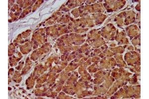 IHC image of ABIN7166102 diluted at 1:100 and staining in paraffin-embedded human pancreatic tissue performed on a Leica BondTM system. (SEL1L antibody  (AA 22-181))