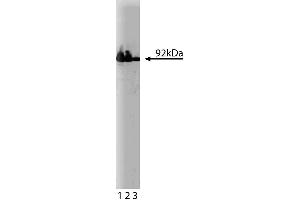 Western blot analysis of beta-Catenin on HeLa cell lysate. (beta Catenin antibody  (AA 571-781))