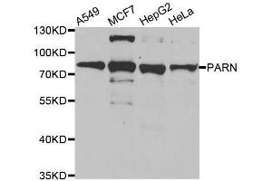 Western blot analysis of extracts of various cell lines, using PARN antibody. (PARN antibody  (AA 1-280))