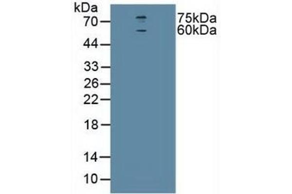 CHRNA4 antibody  (AA 49-242)