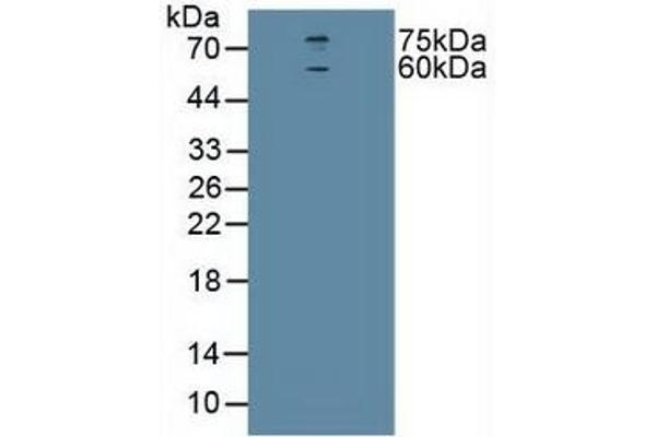 CHRNA4 抗体  (AA 49-242)