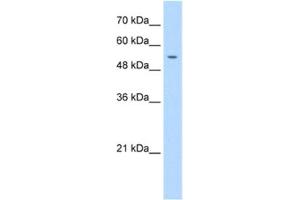Western Blotting (WB) image for anti-Primase, DNA, Polypeptide 1 (49kDa) (PRIM1) antibody (ABIN2462916) (PRIM1 antibody)