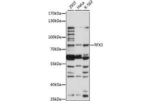 Western blot analysis of extracts of various cell lines, using RFX3 antibody (ABIN7269904) at 1:1000 dilution. (RFX3 antibody  (AA 280-430))