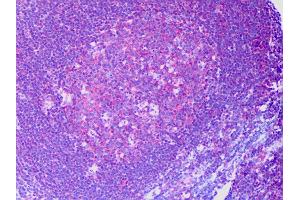Anti-RAPGEF6 / RAGEF2 antibody IHC of human tonsil, germinal center. (RAPGEF6 antibody  (AA 1012-1111))