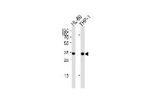 MDH1 Antibody (C-term) (ABIN389447 and ABIN2839517) western blot analysis in HL-60,THP-1 cell line lysates (35 μg/lane). (MDH1 antibody  (C-Term))