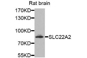 Western blot analysis of extracts of rat brain, using SLC22A2 antibody (ABIN5974890) at 1/1000 dilution. (SLC22A2 antibody)