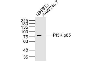 Lane 1: NIH/3T3 Cell lysates; Lane 2: RAW246. (PIK3R1 antibody  (AA 1-110))