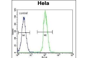TrkA-p Antibody (ABIN652381 and ABIN2841827) flow cytometric analysis of Hela cells (right histogram) compared to a negative control cell (left histogram).