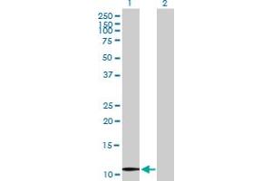 Western Blot analysis of UBE2V1 expression in transfected 293T cell line by UBE2V1 MaxPab polyclonal antibody.