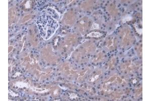 Detection of MAPK13 in Human Kidney Tissue using Polyclonal Antibody to Mitogen Activated Protein Kinase 13 (MAPK13) (MAPK13 antibody  (AA 1-365))