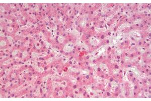 Immunohistochemistry analysis of paraffin-embedded Human Liver using c-Fos Polyclonal Antibody. (c-FOS antibody)