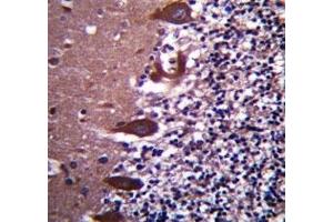 TLE6 antibody immunohistochemistry analysis in formalin fixed and paraffin embedded human cerebellum tissue. (TLE6 antibody  (AA 30-58))