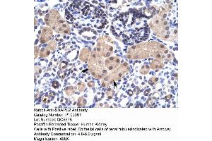 Immunohistochemistry with Human kidney lysate tissue (SNAPC2 antibody  (Middle Region))