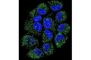 Confocal immunofluorescent analysis of C Antibody (N-term) (ABIN655105 and ABIN2844737) with NCI- cell followed by Alexa Fluor 488-conjugated goat anti-rabbit lgG (green). (C12ORF29 antibody  (N-Term))