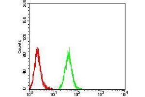 Flow cytometric analysis of Hela cells using IDH1 mouse mAb (green) and negative control (red).