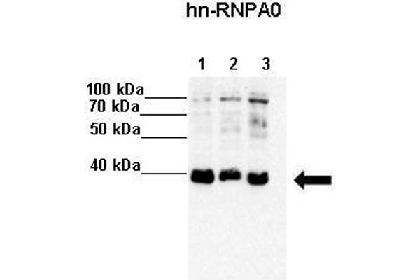 HNRNPA0 antibody  (Middle Region)