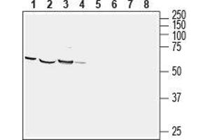 Collapsin Response Mediator Protein 1 (CRMP1) peptide