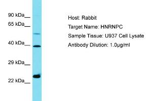 Host: Rabbit Target Name: HNRNPC Sample Type: U937 Whole Cell lysates Antibody Dilution: 1. (HNRNPC antibody  (C-Term))