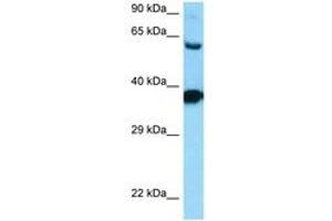 Image no. 1 for anti-Dopamine Receptor D3 (DRD3) (AA 270-319) antibody (ABIN6748182) (DRD3 antibody  (AA 270-319))
