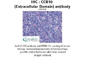 Image no. 1 for anti-Chemokine (C-C Motif) Receptor 10 (CCR10) (2nd Extracellular Domain) antibody (ABIN1732757) (CCR10 antibody  (2nd Extracellular Domain))
