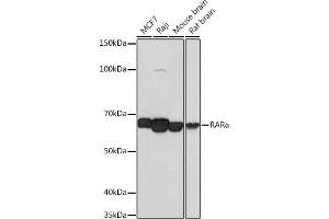 Western blot analysis of extracts of various cell lines, using RARα antibody (ABIN7269946) at 1:1000 dilution. (Retinoic Acid Receptor alpha antibody)