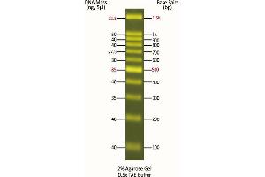 Agarose Gel Electrophoresis (AGE) image for FluoroBand™ 100 bp Fluorescent DNA Ladder (ABIN5662616) (FluoroBand™ 100 bp Fluorescent DNA Ladder)