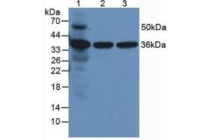 Figure. (Annexin V antibody  (AA 1-321))