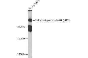 Western blot analysis of extracts of Mouse heart, using Cation-independent Cation-independent M6PR (IGF2R) (IGF2R) Rabbit mAb (ABIN1678848, ABIN3018066, ABIN3018067 and ABIN7101574) at 1:1000 dilution. (IGF2R antibody)