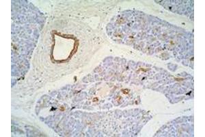 Immunohistochemistry of paraffin-embedded sections (pancreas) Immunohistochemistry staining of pancreas (paraffin-embedded sections) with anti-Cytokeratin 7+17 (C-46).