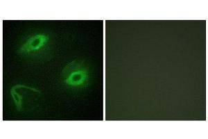 Immunofluorescence (IF) image for anti-Latherin (LATH) (Internal Region) antibody (ABIN1849748) (LATH antibody  (Internal Region))
