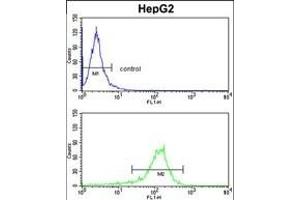 GGTLA1 Antibody (N-term) (ABIN391586 and ABIN2841518) flow cytometry analysis of HepG2 cells (bottom histogram) compared to a negative control cell (top histogram). (GGT5 antibody  (N-Term))