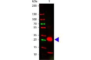 Western Blotting (WB) image for Goat anti-Rabbit IgG (Fc Region) antibody - Preadsorbed (ABIN102079)