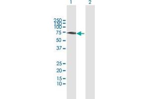 Western Blot analysis of GBP1 expression in transfected 293T cell line by GBP1 MaxPab polyclonal antibody. (GBP1 antibody  (AA 1-592))