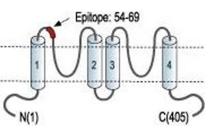 Representative domain view of the target of ABIN7236288. (Potassium Channel Subfamily K Member 13 (KCNK13) Peptide)