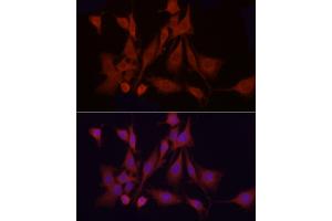 Immunofluorescence (IF) image for anti-Apoptotic Peptidase Activating Factor 1 (APAF1) (AA 1-250) antibody (ABIN1678685)