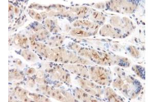 Image no. 1 for anti-Chemokine (C-C Motif) Ligand 8 (CCL8) antibody (ABIN465585) (CCL8 antibody)