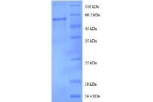SDS-PAGE (SDS) image for DEAD (Asp-Glu-Ala-Asp) Box Polypeptide 39B (DDX39B) (AA 2-251), (partial) protein (GST tag) (ABIN1047670) (DDX39B Protein (AA 2-251, partial) (GST tag))
