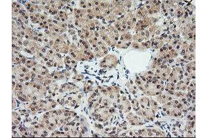Image no. 1 for anti-Melan A (MLANA) antibody (ABIN1499426) (MLANA antibody)
