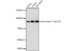Western blot analysis of extracts of various cell lines, using Aconitase 2   Rabbit mAb (ABIN7265379) at 1:1000 dilution. (ACO2 antibody)